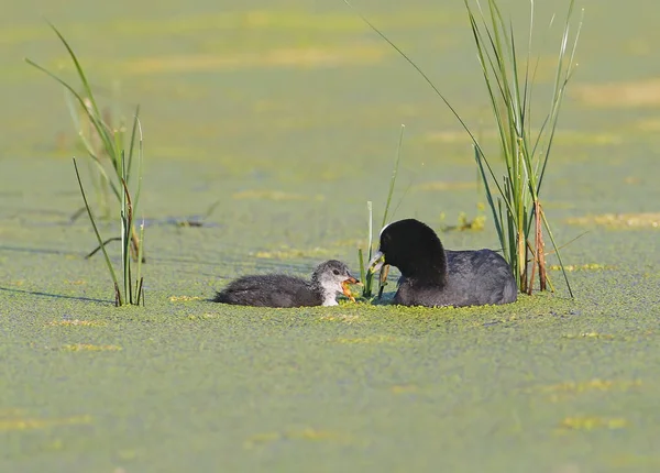 De Euraziatische Meerkoet met kuiken. Zachte ochtend licht foto. — Stockfoto