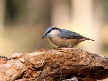 Özel büyük birim üzerinde Avrupa Nuthach