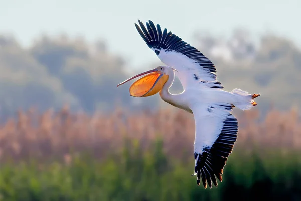 Pelican air breaks — Stock Photo, Image