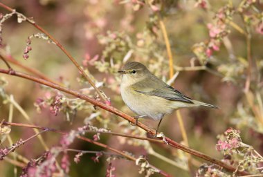 Ortak çıvgın yumuşak akşam ışık. Daha önce gün ışığı atış