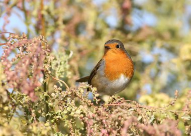Güzel yumuşak güneş ışığı altında Avrupa robin (Erithacus rubecula).