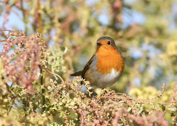 Rudzik (Erithacus rubecula) w piękne miękkie światło słoneczne. — Zdjęcie stockowe