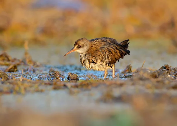 Die junge Wasserschiene (rallus aquaticus) im sanften Morgenlicht. — Stockfoto