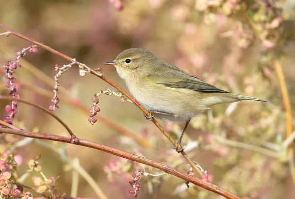 The common chiffchaff in beautiful soft  sunlight. — Stock Photo, Image