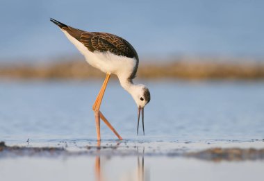 Portre genç Uzunbacak sabah ışık.