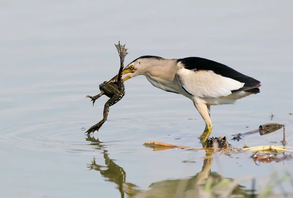 A male of little bittern succefull hunt.With a frogg in beak. — Stock Photo, Image