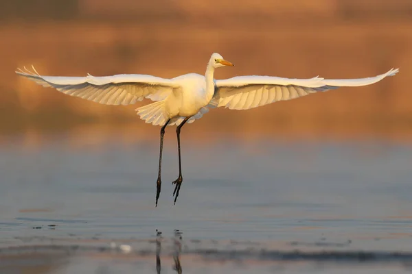 Gran garza blanca aterrizando en el agua temprano en la mañana — Foto de Stock