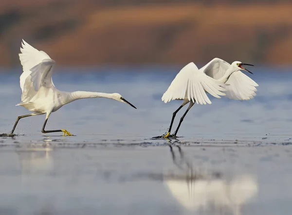 Dos pequeñas garzas blancas peleando — Foto de Stock