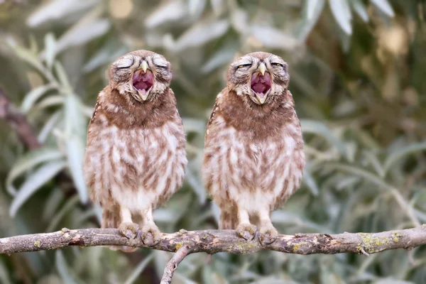 Neobvyklé aplikace duet ptáků. Zívnutí mláďata sovy na větvi — Stock fotografie