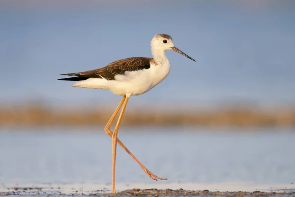 Portrait young black-winged stilt in morning light. — Stock Photo, Image