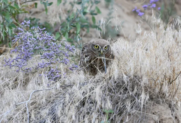 地面と食べるヘビの上に座ってコキンメフクロウ. — ストック写真