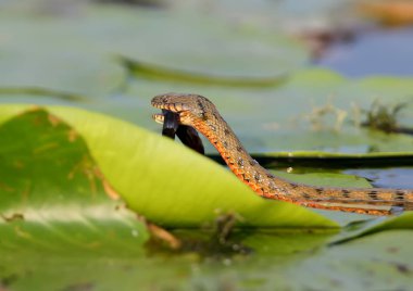 Zar yılanı (Natrix tessellata) Gölü bir balık yakaladı