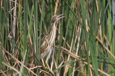 Küçük Balaban çağıran anne yemek için iki kız