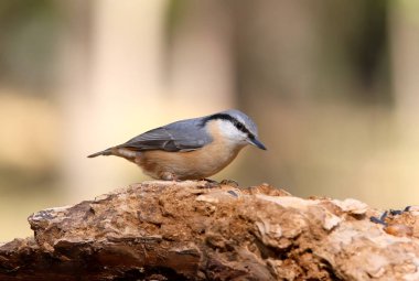 Olağandışı ilave yakın çekim yumuşak sabah ışığı ile Bayağı sıvacı kuşu portresi.