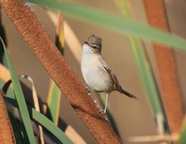 Ortak bulrush sabah ışık üzerinde Çalı kamışçını