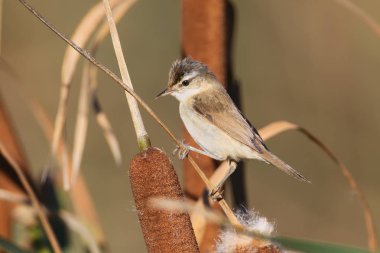 Ortak bulrush sabah ışık üzerinde Çalı kamışçını