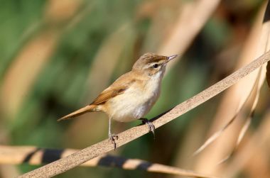 Reed yumuşak sabah ışık üzerinde Doğu kamışçını (Acrocephalus agricola).