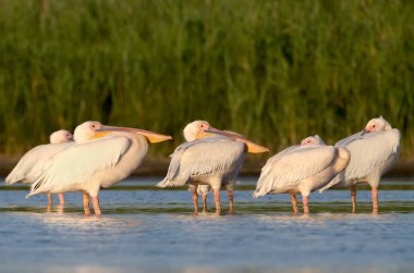 Yumuşak akşam ışığı içinde kalan beyaz Pelikan sürüsü.