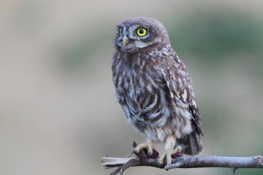 Kukumav, portre piliç kapatın.