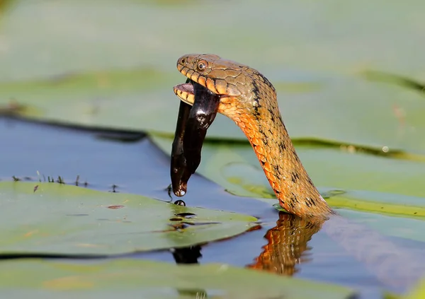 A kocka kígyó (Natrix tessellata) fogott egy halat. A kocka kígyó (Natrix tessellata) fogott egy halat, tó — Stock Fotó