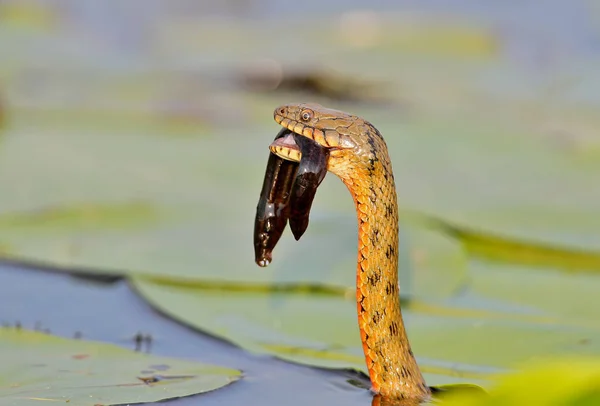 A cobra de dados (Natrix tessellata) pegou um peixe no lago e comê-lo — Fotografia de Stock