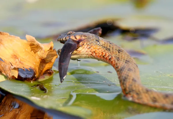 Die Würfelnatter (natrix tessellata) fängt einen Fisch und isst ihn — Stockfoto