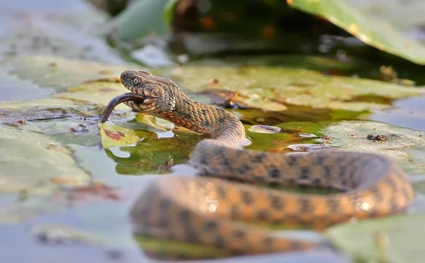 The dice snake (Natrix tessellata) caught a fish and eating it — Stock Photo, Image