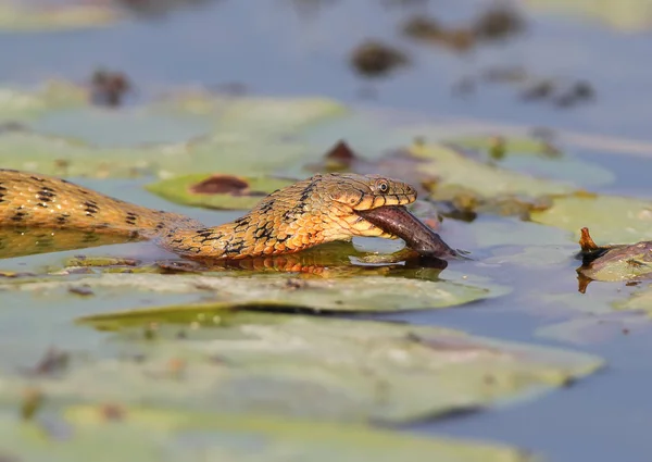 A kocka kígyó (Natrix tessellata) fogott egy halat, a tó, és edd meg. — Stock Fotó
