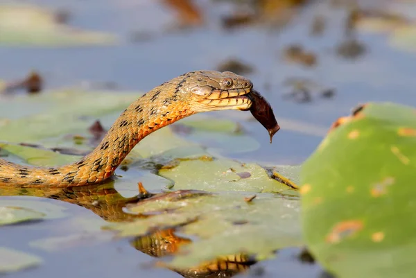 주사위 뱀 (Natrix tessellata)는 물고기를 잡 았 — 스톡 사진