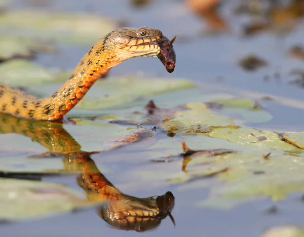 주사위 뱀 (Natrix tessellata)는 물고기를 잡 았 — 스톡 사진