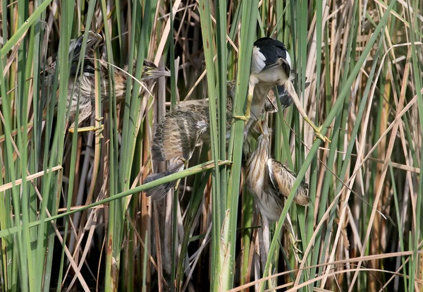 Mannelijke van weinig roerdomp feedinf hun kuikens. — Stockfoto