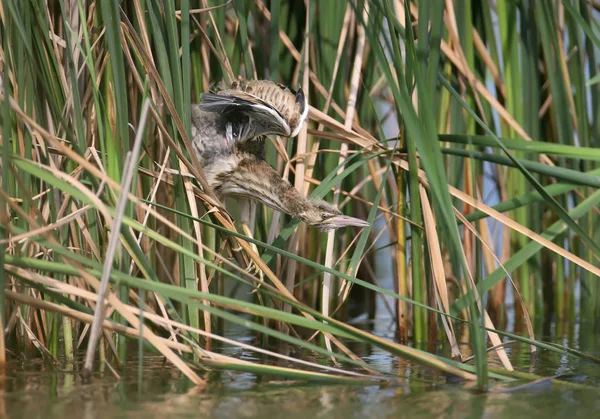 Küken der kleinen Rohrdommel in ungewöhnlich cooler Pose. langer Hals mit offenen Flügeln. — Stockfoto