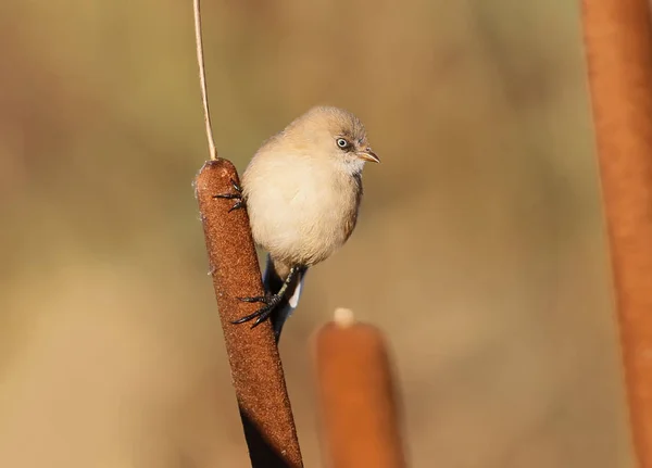 Kadın dearded baştankara yumuşak sabah ışık portresi kapatın. — Stok fotoğraf