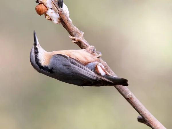 İlave yakından sıradışı Besleyici üzerinde Bayağı sıvacı kuşu portresi. — Stok fotoğraf
