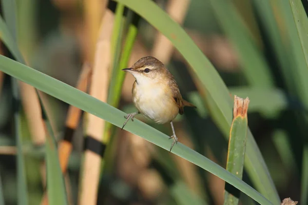 A rozsdás nádiposzáta (Acrocephalus agricola) a lágy reggeli fényben a nád. Zár megjelöl kilátás — Stock Fotó