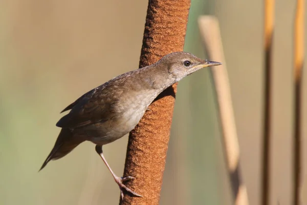 Savi's warbler closeup portrait on common bulrush. — Stock Photo, Image