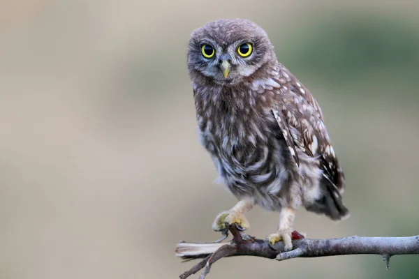 Evening portraits of the little owl chick close-up — Stock Photo, Image