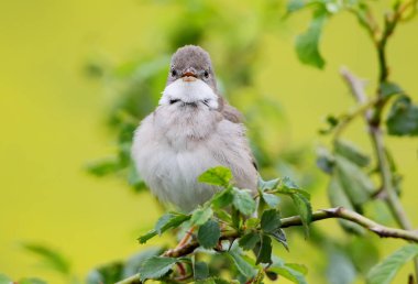 Sarı zemin üzerine Bush ortak akgerdan (Sylvia communis).
