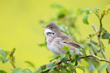 Sarı zemin üzerine Bush ortak akgerdan (Sylvia communis).