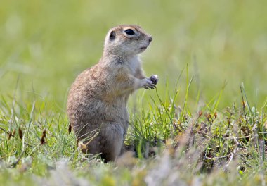 Benekli zemin sincap yere komik poz.