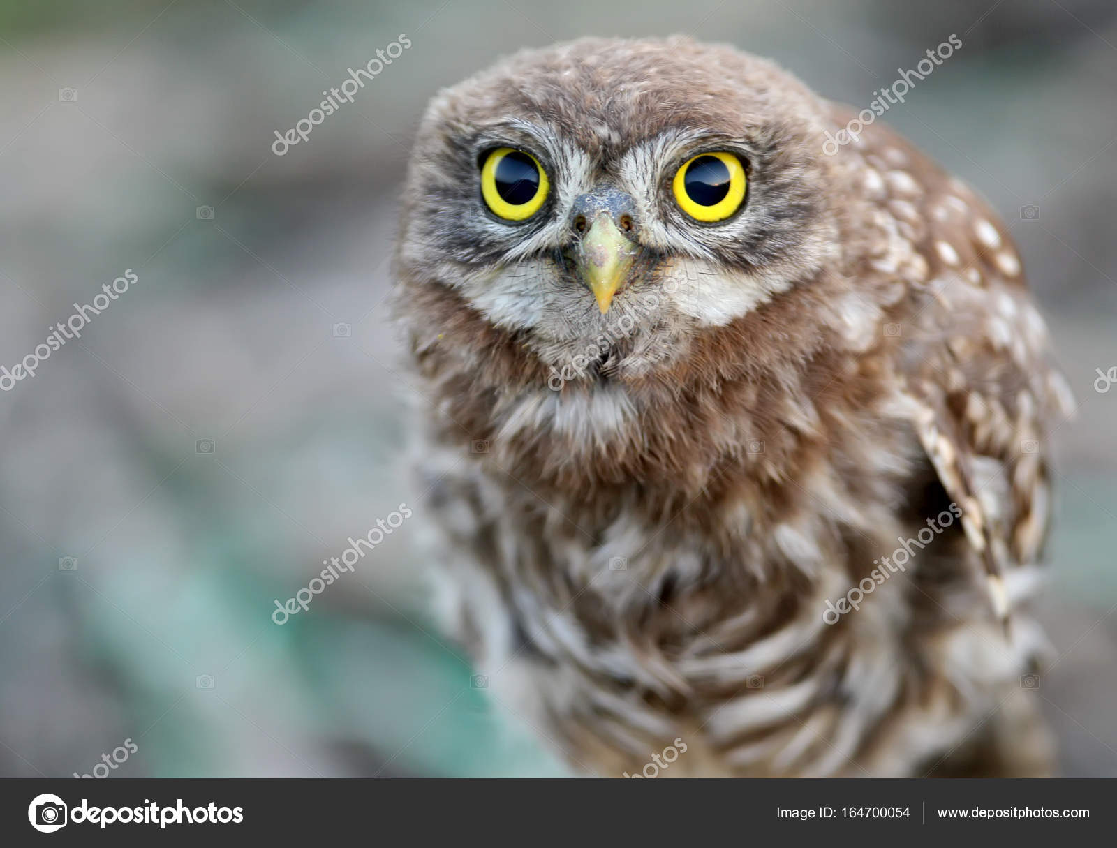 Vista de cerca de un pequeño búho joven con grandes ojos amarillos . — Foto  de stock #164700054 © voodison, image size:1600x1215