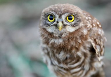 Büyük sarı gözlü genç Kukumav görünümü kapatın.