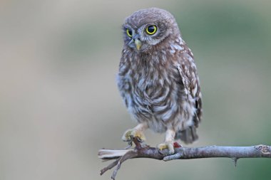 Büyük sarı gözlü genç Kukumav görünümü kapatın.