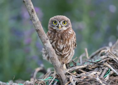 Güzel bulanık arka plan dalda genç Kukumav otur.