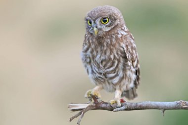 Güzel bulanık arka plan dalda genç Kukumav otur.