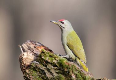Besleyici portre portre üzerinde gri ağaçkakan