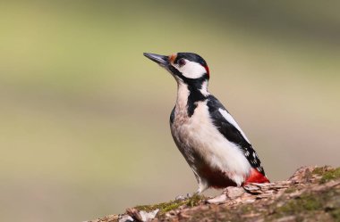 Büyük benekli ağaçkakan görünümü kapatın