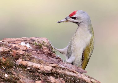 Gri ağaçkakan alışılmadık poz portre portre.