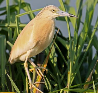 Alaca balıkçıl içinde poz reed fotoğrafçı için kuş tüyü doğurmak. şaşırtıcı sabah ışık