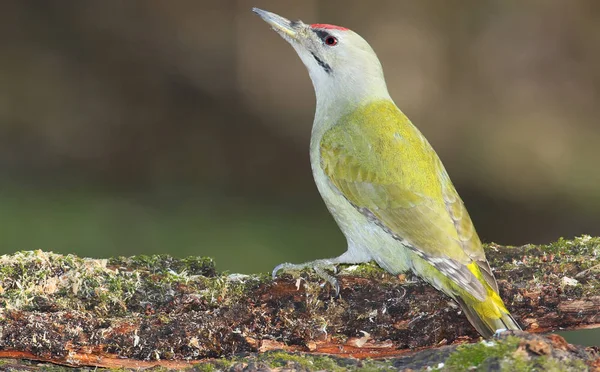 Gri ağaçkakan portre portre flaş ışığı ile.
